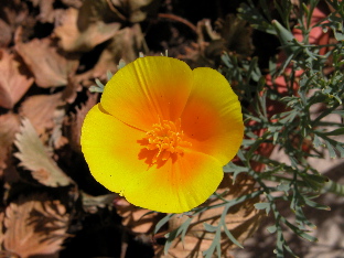 Coastal California Poppy (&copy; Travis Longcore 2003)